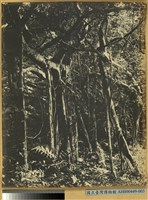 藏品(高雄州恆春郡港口南部臺灣之熱帶林)的圖片